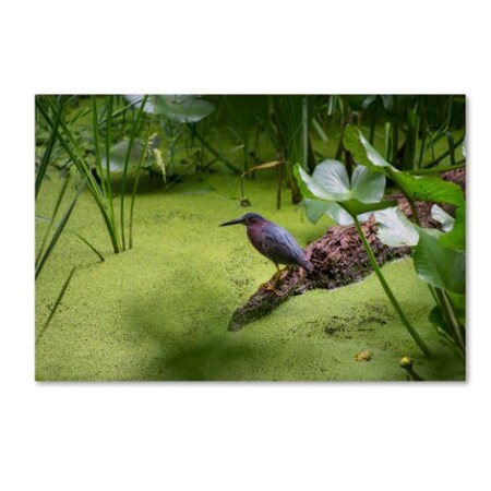 Trademark Fine Art Kurt Shaffer 'Green Heron' Canvas Art, 22x32 KS01167-C2232GG